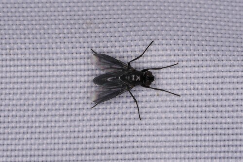 Smoky-winged Woodlouse Fly photo 5