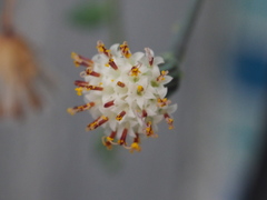 Curio rowleyanus