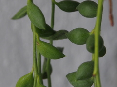 Curio rowleyanus