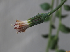 Curio rowleyanus