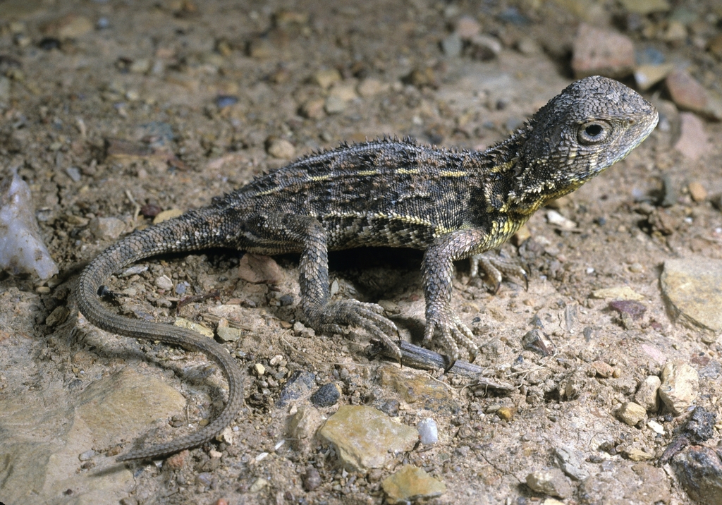 Grassland Earless Dragon