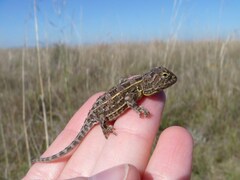 Grassland Earless Dragon photo 2