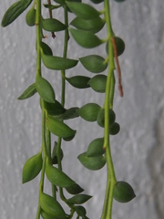 Curio rowleyanus