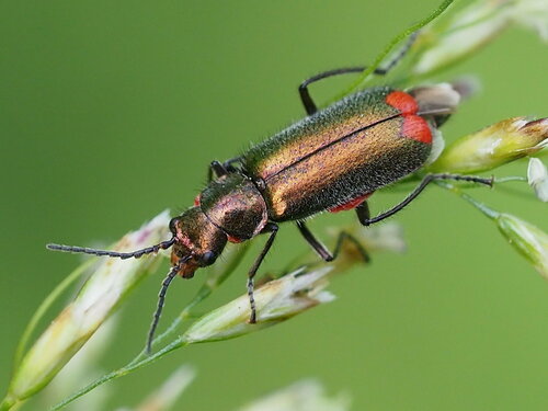 Common Malachite-beetle, photo 3 of 10