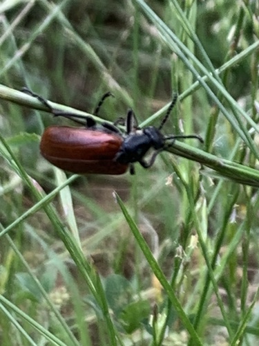 májkovité (Meloidae)