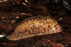 Philomycus flexuolaris