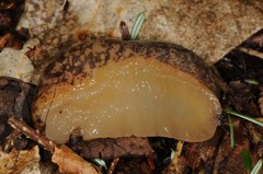 Philomycus flexuolaris