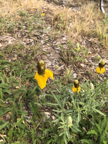 Ratibida columnifera