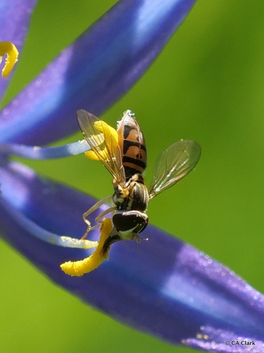 iNaturalist observation photo of Margined Calligrapher