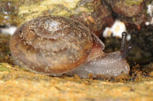 Upland Pillsnail