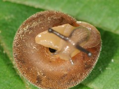 Euchemotrema fraternum
