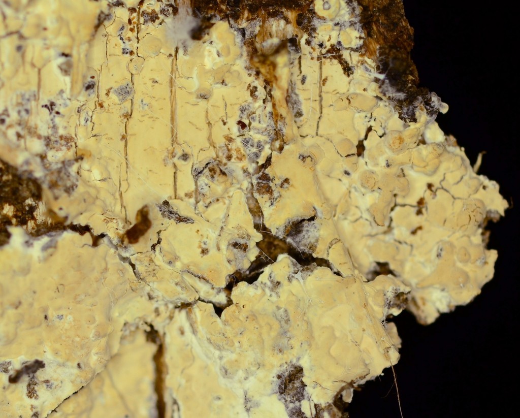 Conferticium