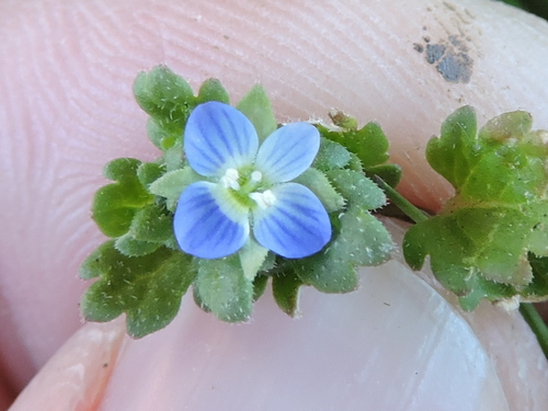 Grey Field-speedwell