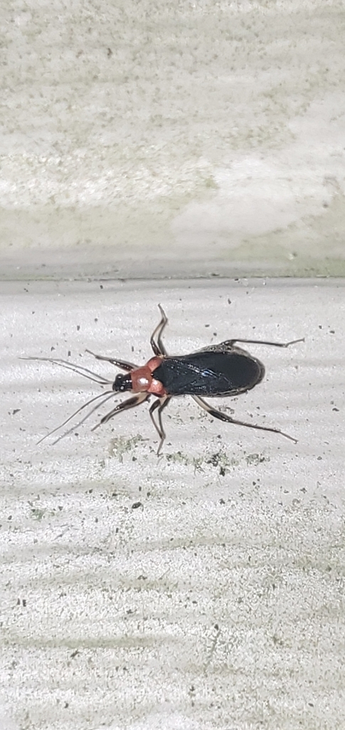 Alloeorhynchus trimacula