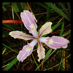 Iris fernaldii