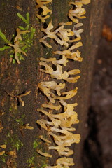 Calocera sinensis
