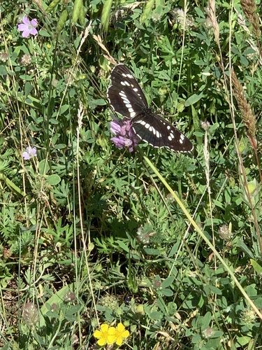 bielopásovec tavoľníkový (Neptis rivularis)