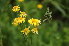 Tephroseris integrifolia