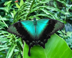Papilio peranthus