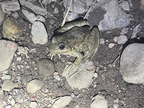 Taihangshan Swelled-vented Frog