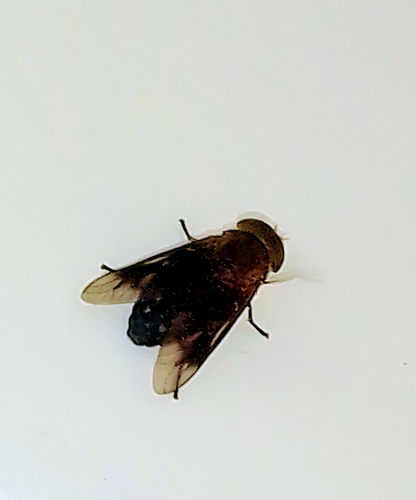 Tabanus discifer