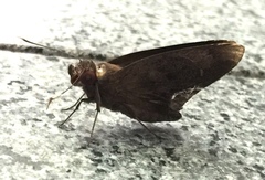 Erionota acroleuca apicalis