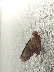 Erionota acroleuca apicalis