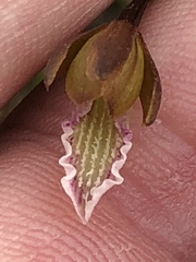 Eulophia tristis