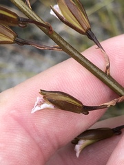 Eulophia tristis