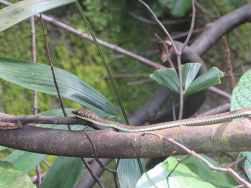 Chrysopelea pelias