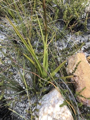 Eulophia tristis