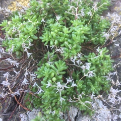 Sedum brissemoretii