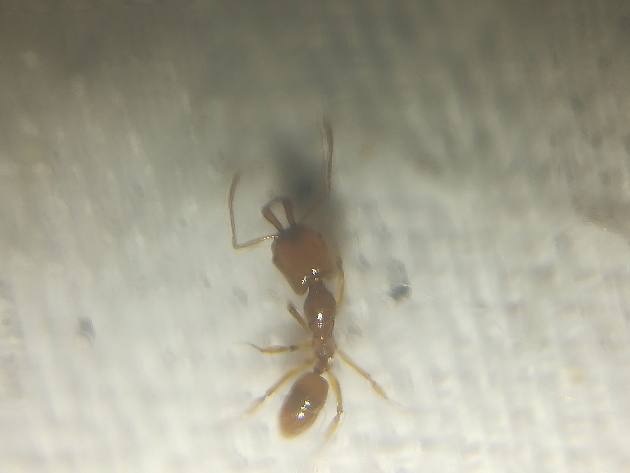 Anochetus longifossatus