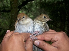 Catharus occidentalis