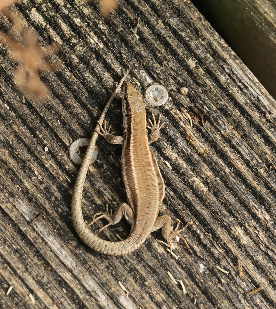 Common Wall Lizard from Oudalle, France on June 27, 2023 at 05:22 PM by ...