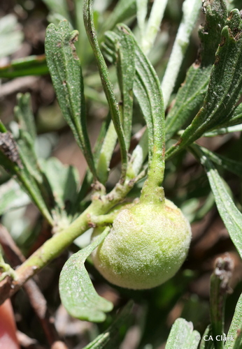 iNaturalist observation photo of Sponge Gall Midge