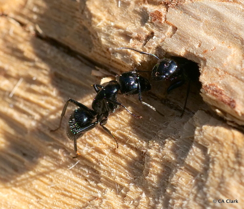 iNaturalist observation photo of Hairy Smooth Carpenter Ant