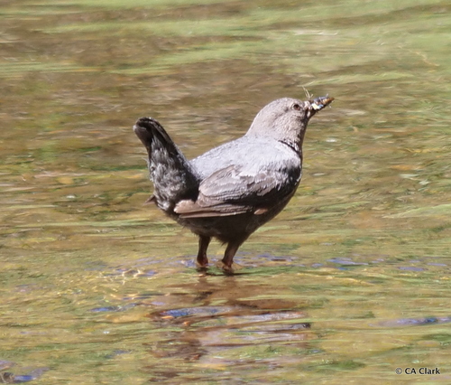 iNaturalist observation photo of American Dipper