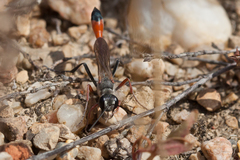 Ammophila heydeni