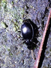 Platynus ovipennis