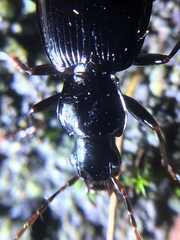 Platynus ovipennis