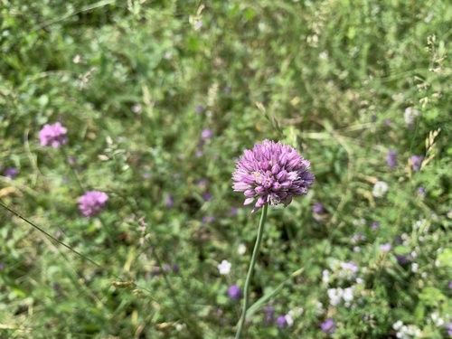 cesnak guľovitý (Allium rotundum)