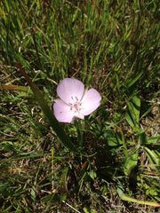Calochortus uniflorus