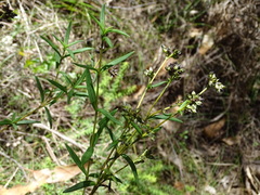 Logania recurva