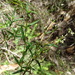 Logania recurva - Photo (c) Ralph Foster, algunos derechos reservados (CC BY-NC), uploaded by Ralph Foster