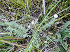 Gnaphalium declinatum