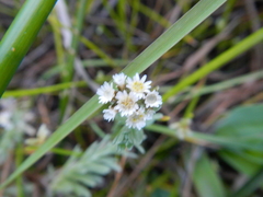 Gnaphalium declinatum