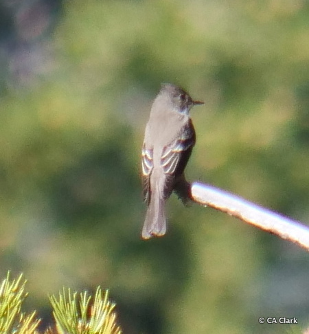 iNaturalist observation photo of Western Wood-Pewee