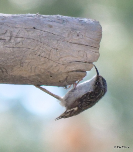 iNaturalist observation photo of Brown Creeper