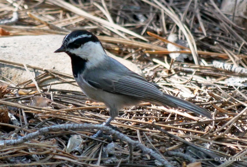 iNaturalist observation photo of Mountain Chickadee
